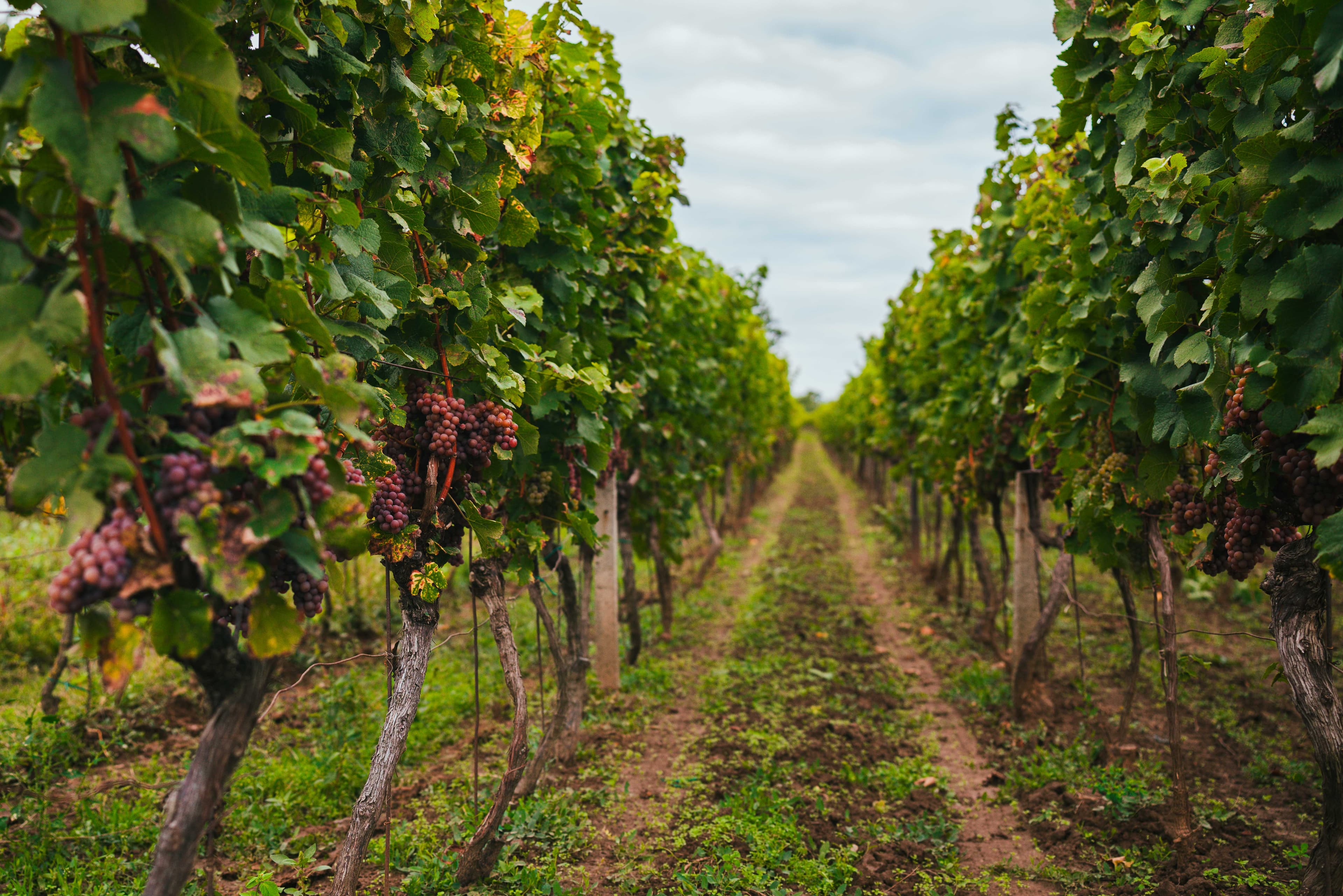 Galerijní obrázek 1