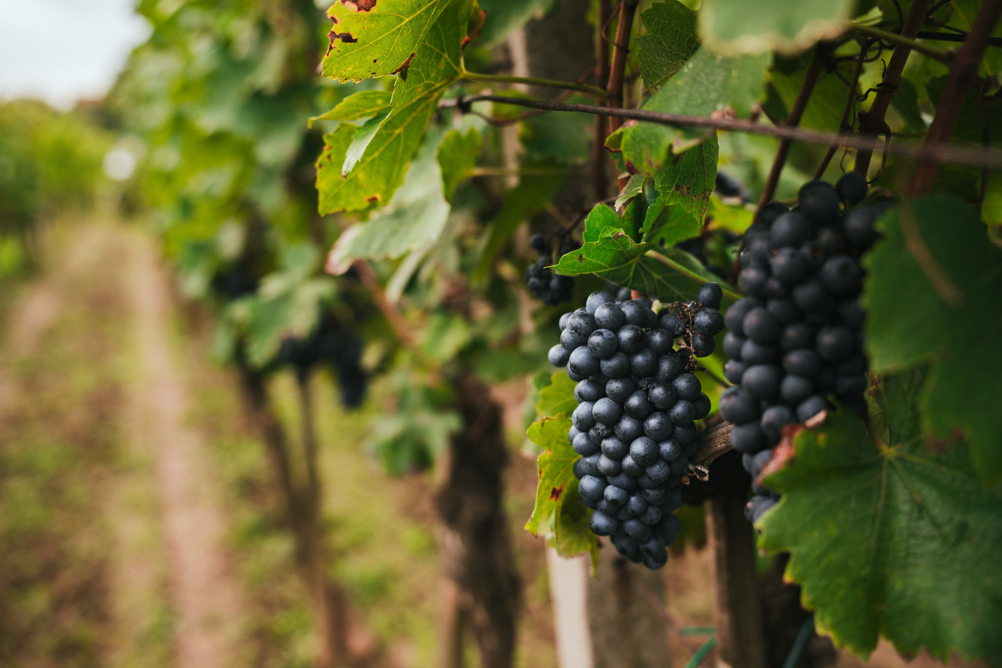 Galerijní obrázek 2